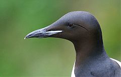 Thick-billed Murre